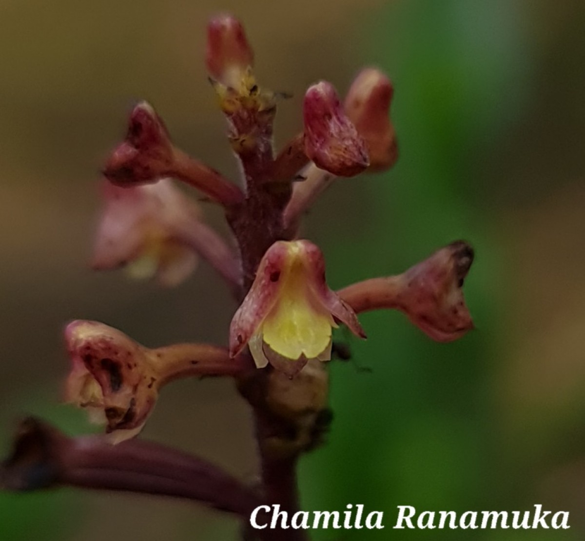 Polystachya concreta (Jacq.) Garay & H.R.Sweet